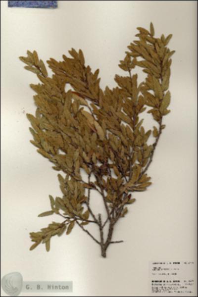 URN_catalog_HBHinton_herbarium_24479.jpg.jpg