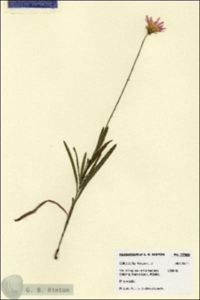 URN_catalog_HBHinton_herbarium_27906.jpg.jpg
