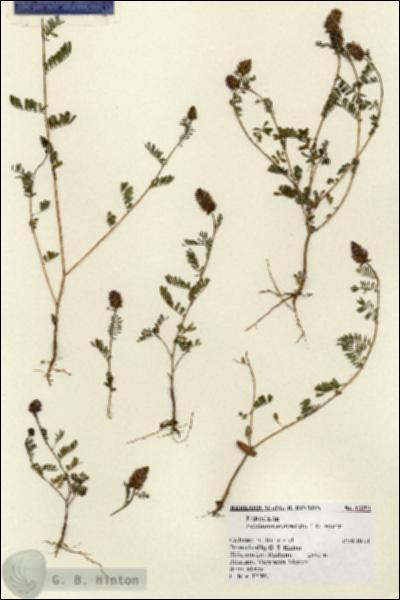 URN_catalog_HBHinton_herbarium_13351.jpg.jpg