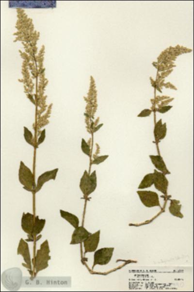 URN_catalog_HBHinton_herbarium_21390.jpg.jpg