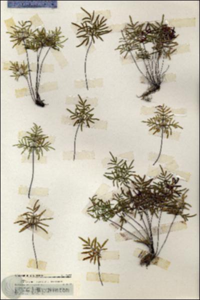 URN_catalog_HBHinton_herbarium_20157.jpg.jpg