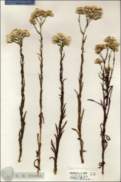 URN_catalog_HBHinton_herbarium_20742.jpg.jpg