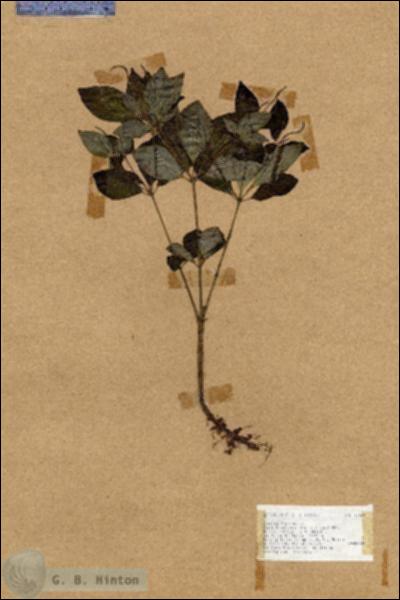 URN_catalog_HBHinton_herbarium_17644.jpg.jpg