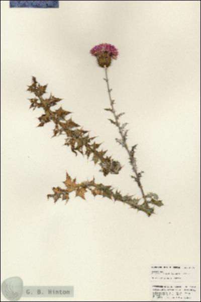 URN_catalog_HBHinton_herbarium_25246.jpg.jpg