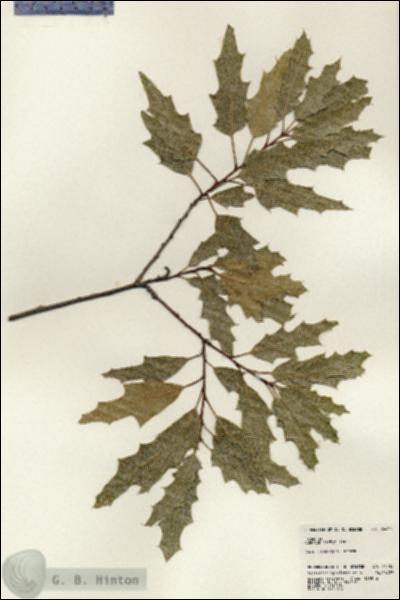 URN_catalog_HBHinton_herbarium_24459.jpg.jpg