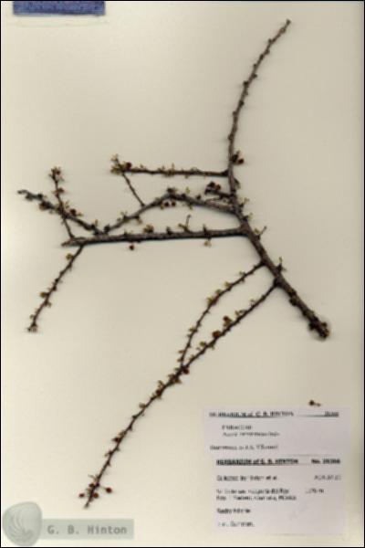 URN_catalog_HBHinton_herbarium_28366.jpg.jpg
