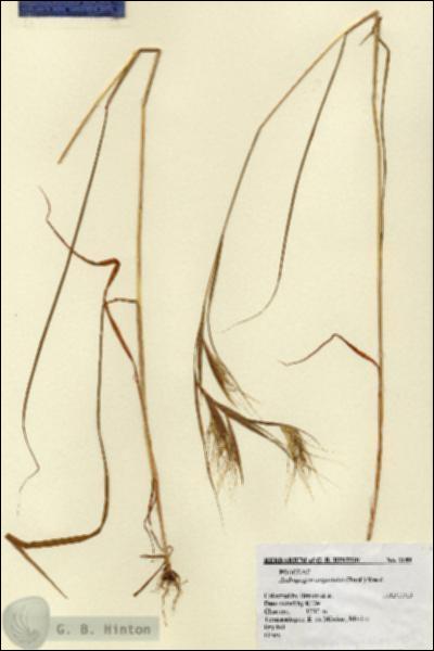 URN_catalog_HBHinton_herbarium_2189.jpg.jpg