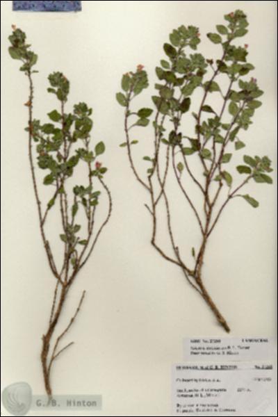 URN_catalog_HBHinton_herbarium_27268.jpg.jpg