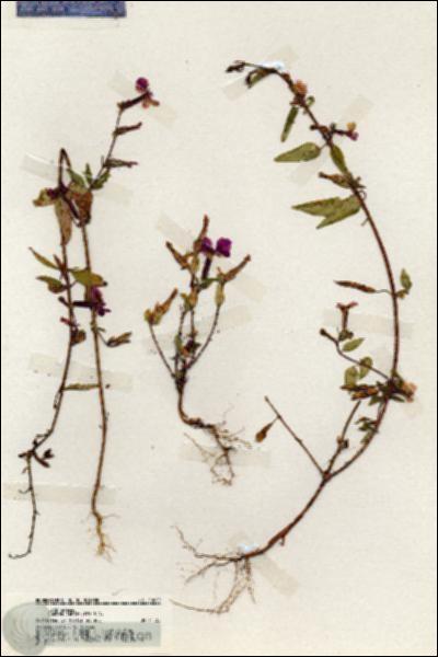 URN_catalog_HBHinton_herbarium_20002.jpg.jpg