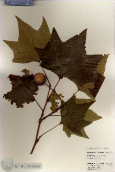 URN_catalog_HBHinton_herbarium_24183.jpg.jpg
