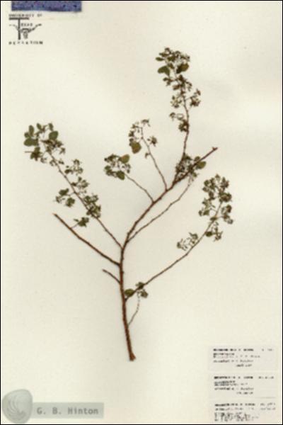 URN_catalog_HBHinton_herbarium_26318.jpg.jpg
