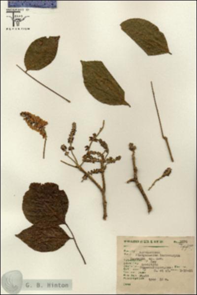 URN_catalog_HBHinton_herbarium_3174.jpg.jpg