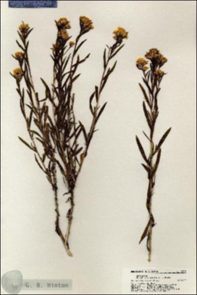 URN_catalog_HBHinton_herbarium_20728.jpg.jpg