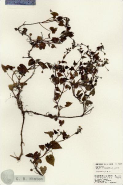 URN_catalog_HBHinton_herbarium_24342.jpg.jpg
