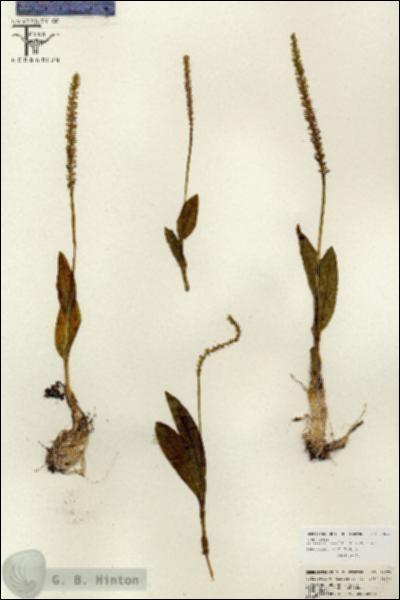 URN_catalog_HBHinton_herbarium_26673.jpg.jpg