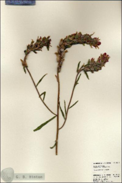 URN_catalog_HBHinton_herbarium_23540.jpg.jpg