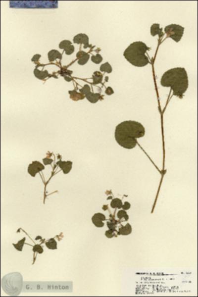 URN_catalog_HBHinton_herbarium_22390.jpg.jpg