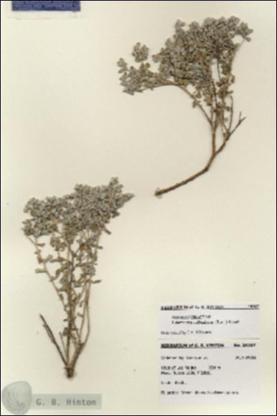 URN_catalog_HBHinton_herbarium_28397.jpg.jpg