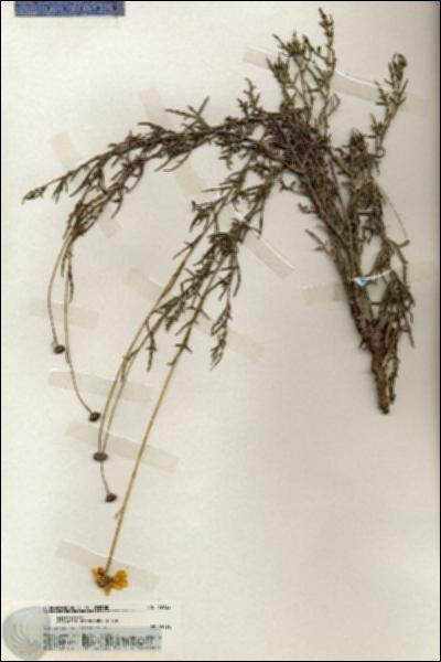 URN_catalog_HBHinton_herbarium_19722.jpg.jpg