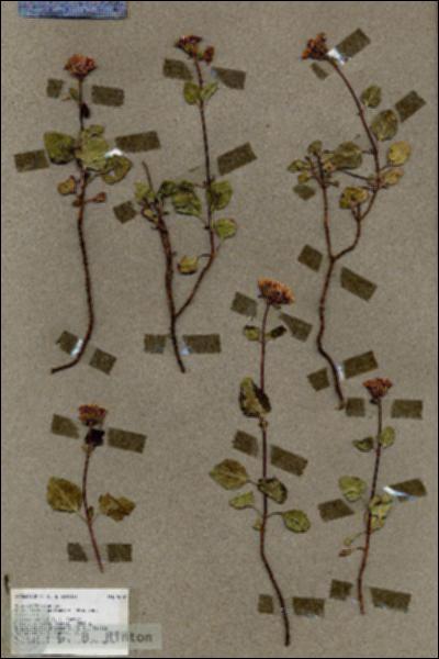 URN_catalog_HBHinton_herbarium_19051.jpg.jpg