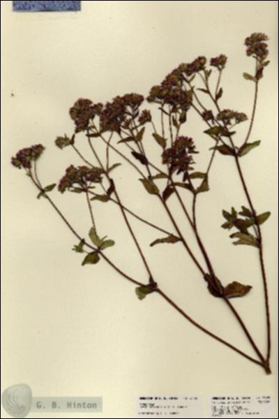 URN_catalog_HBHinton_herbarium_23429.jpg.jpg