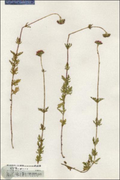 URN_catalog_HBHinton_herbarium_20634.jpg.jpg