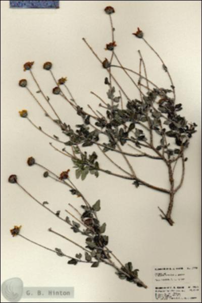 URN_catalog_HBHinton_herbarium_23536.jpg.jpg