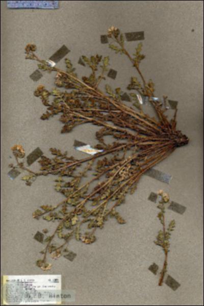 URN_catalog_HBHinton_herbarium_18851.jpg.jpg