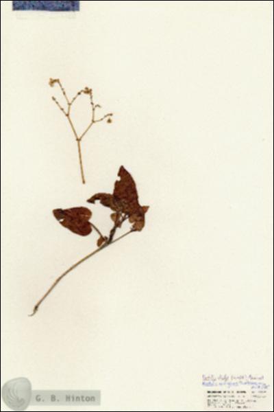 URN_catalog_HBHinton_herbarium_25727.jpg.jpg