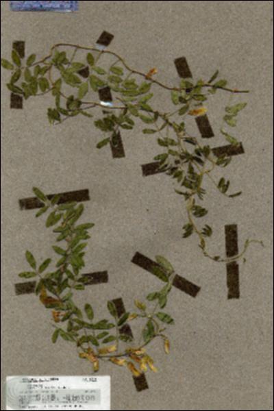 URN_catalog_HBHinton_herbarium_19614.jpg.jpg