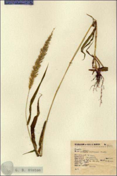 URN_catalog_HBHinton_herbarium_6308.jpg.jpg
