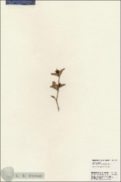 URN_catalog_HBHinton_herbarium_24260.jpg.jpg