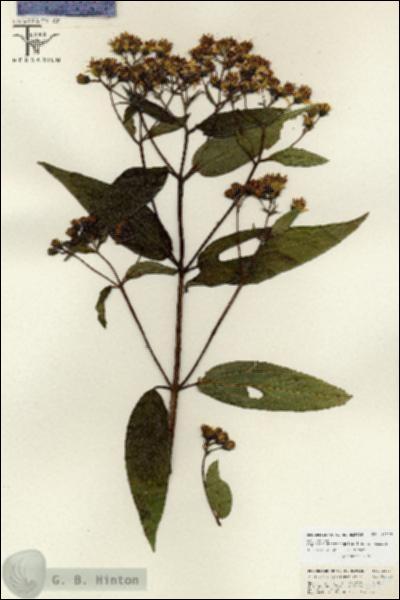 URN_catalog_HBHinton_herbarium_26727.jpg.jpg