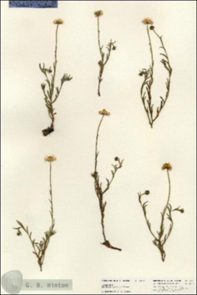 URN_catalog_HBHinton_herbarium_25460.jpg.jpg