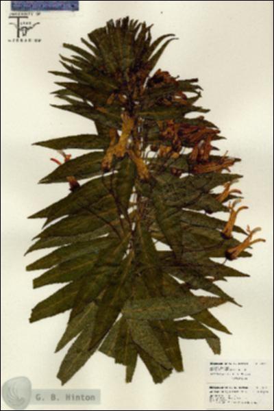 URN_catalog_HBHinton_herbarium_26118.jpg.jpg