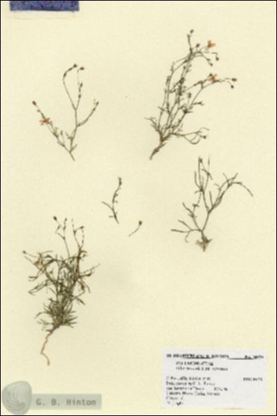 URN_catalog_HBHinton_herbarium_18070.jpg.jpg