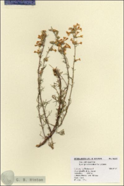 URN_catalog_HBHinton_herbarium_18233.jpg.jpg