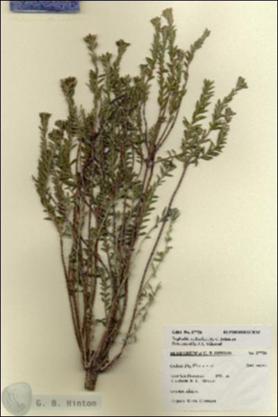 URN_catalog_HBHinton_herbarium_27726.jpg.jpg