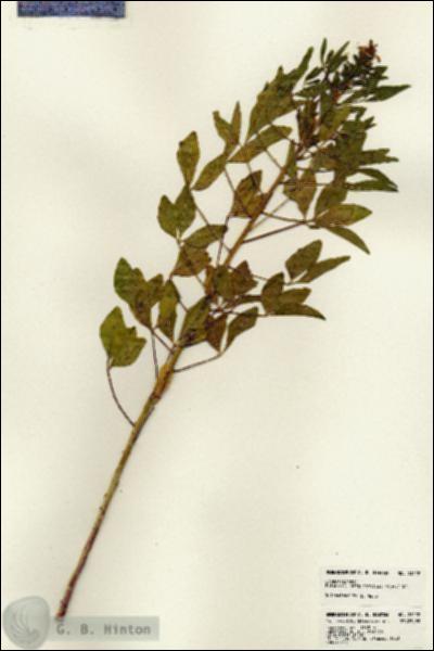 URN_catalog_HBHinton_herbarium_23122.jpg.jpg