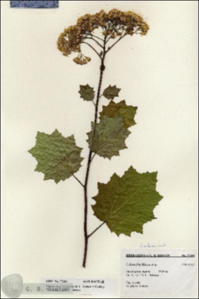 URN_catalog_HBHinton_herbarium_27265.jpg.jpg
