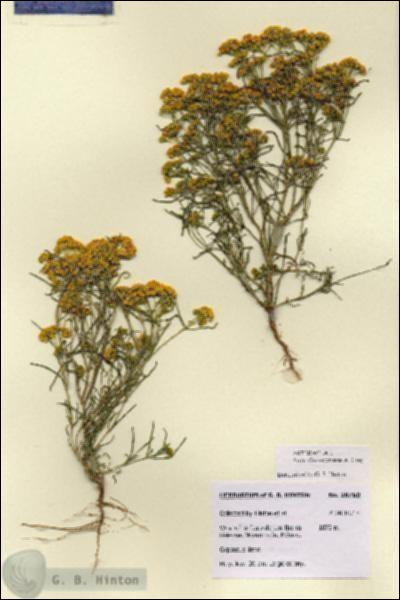 URN_catalog_HBHinton_herbarium_28760.jpg.jpg
