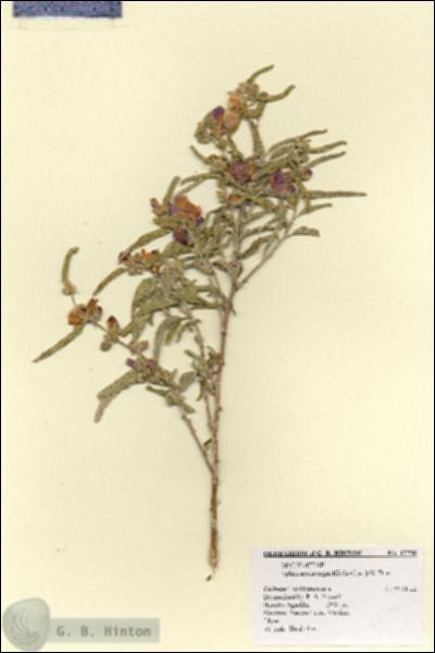 URN_catalog_HBHinton_herbarium_17730.jpg.jpg