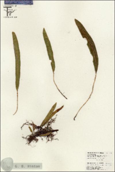 URN_catalog_HBHinton_herbarium_26447.jpg.jpg