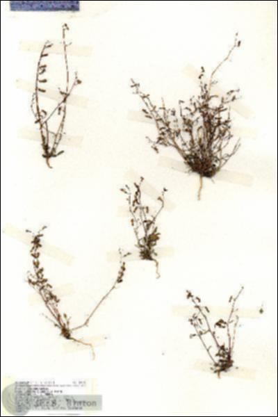 URN_catalog_HBHinton_herbarium_19330.jpg.jpg