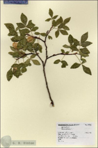 URN_catalog_HBHinton_herbarium_17792.jpg.jpg
