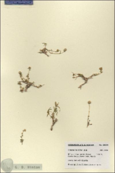 URN_catalog_HBHinton_herbarium_28658.jpg.jpg