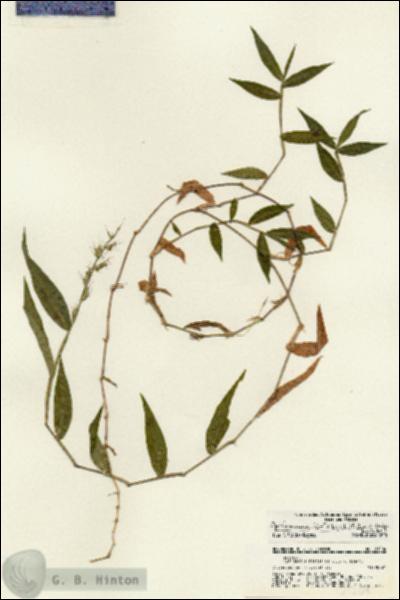 URN_catalog_HBHinton_herbarium_21204.jpg.jpg