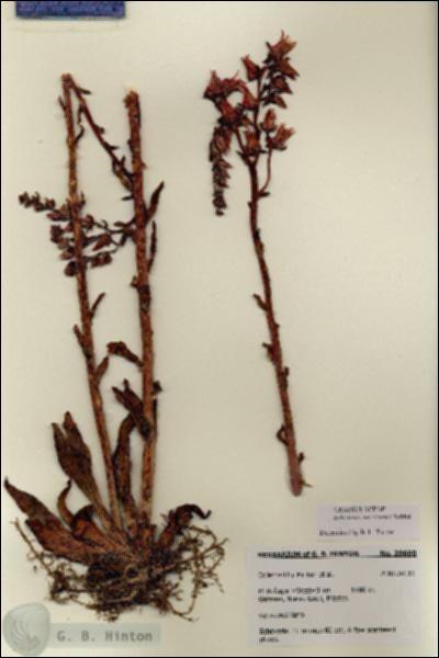 URN_catalog_HBHinton_herbarium_28600.jpg.jpg