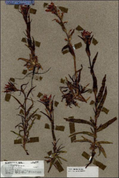 URN_catalog_HBHinton_herbarium_17109.jpg.jpg