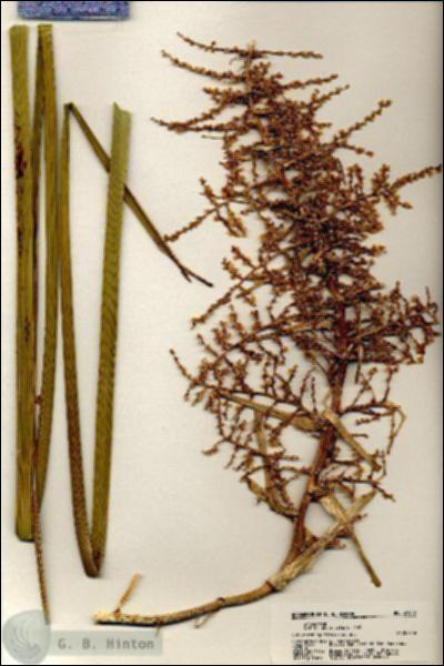 URN_catalog_HBHinton_herbarium_21059.jpg.jpg